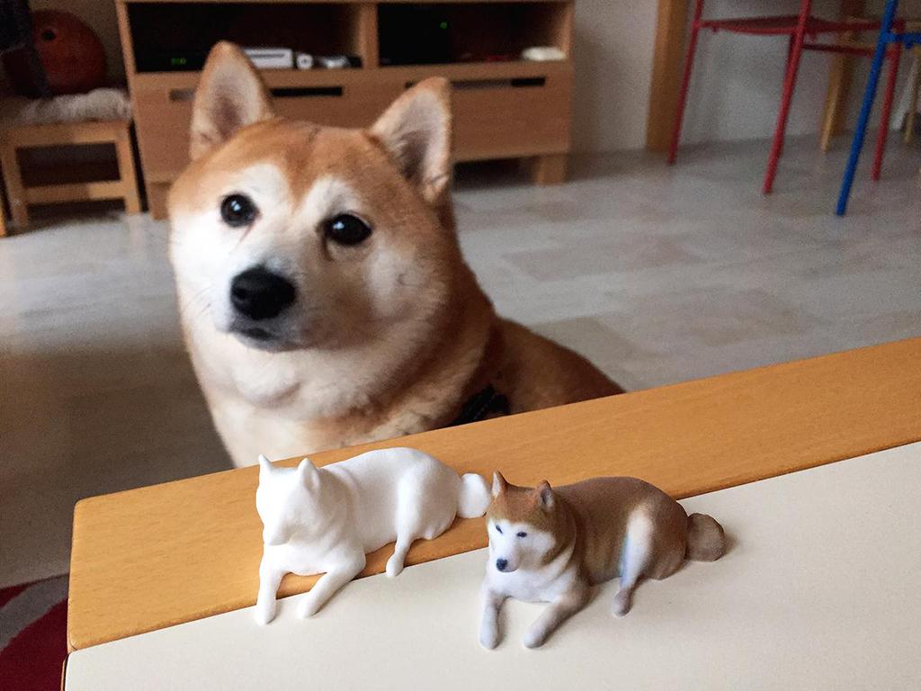 Shiba Inu Magazine At Shibainumag Twitter