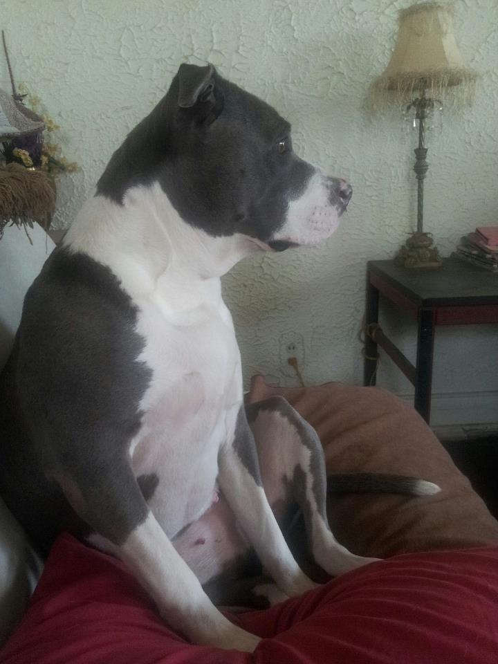 Towry's tweet photo. Please share to help Ms Peggy. http://t.co/TDyo5Yuivf  
#pitbull #CaliforniaBullyCrew #pibble #MsPeggySue #TornACL http://t.co/m39vxj2d7h