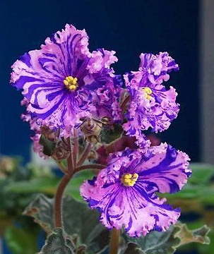Flowerlink tweet media