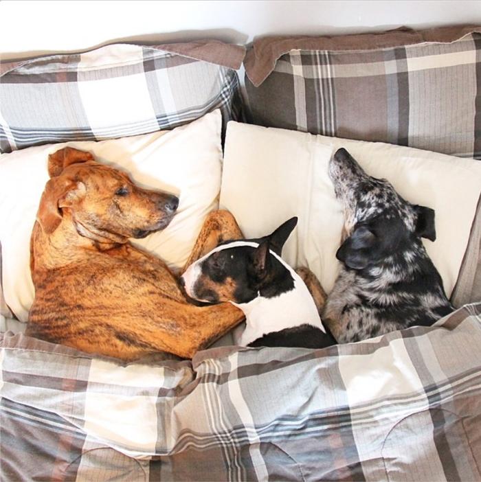 Three's a crowd, except when it comes to these dogs. <a href="/muttadventures/">Emily McCracken</a>
mnn.com/family/pets/st…