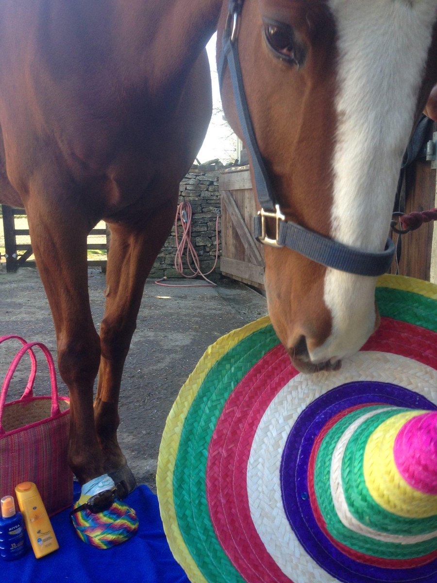 horseandhound's tweet photo. Poulticing just got jazzy http://t.co/yM2HbBQ8aK http://t.co/bBUm2q60NC http://t.co/5A3U0LIOeX #poulticefun http://t.co/kXj5pIof3J