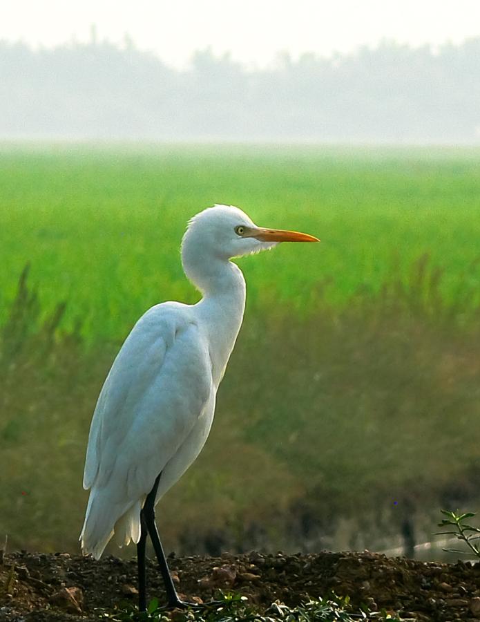 Cattle Egret by ... - covergap.com/cattle-egret-b… #CattleEgret #Kerala #KoleWetlands #MorningLight #PaddyFields