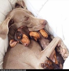 petpoint_ok's tweet image. ¡ALIVIO HOY ES FERIADO... SIGO DURMIENDO!