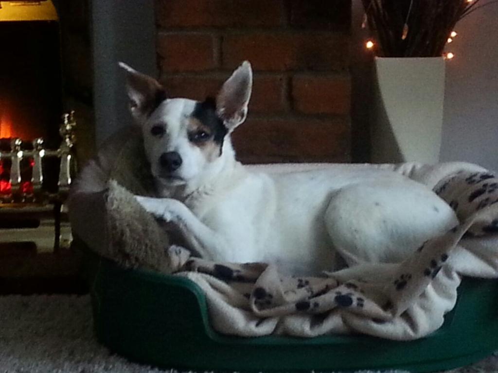 ajatmandyscafe's tweet photo. Milie my foster girls been in her new home a year now. How happy 😊 does she look http://t.co/GGA7DaIteR