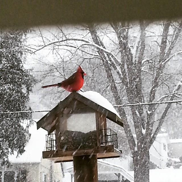 National Wildlife Federation On Twitter It S National Bird