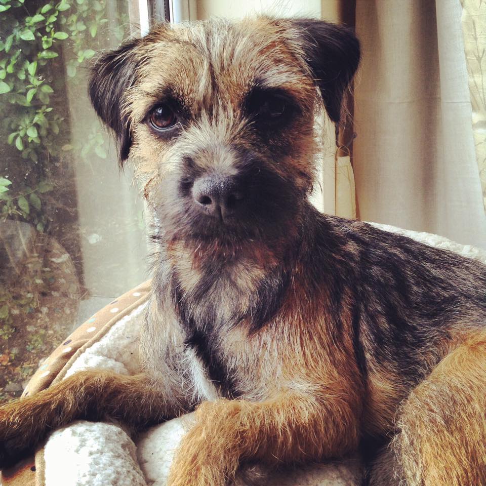 borderonwheels's tweet image. So sad 😥“@FindGinny: @grimmers Please RT to reunite us with our STOLEN border terrier ginny, we're all heartbroken 💔 http://t.co/hTRpyxuZK9”