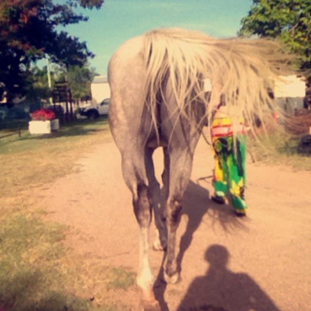 My big beautiful horse 😍 http://t.co/cLBfcrcZJU<a href="/tag/chasingdreams"class="tags"><span>#chasingdreams</span></a>