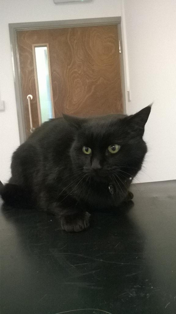 Great first day yesterday! Here's Majik the cat, our first patient! She came in for her booster vaccination.