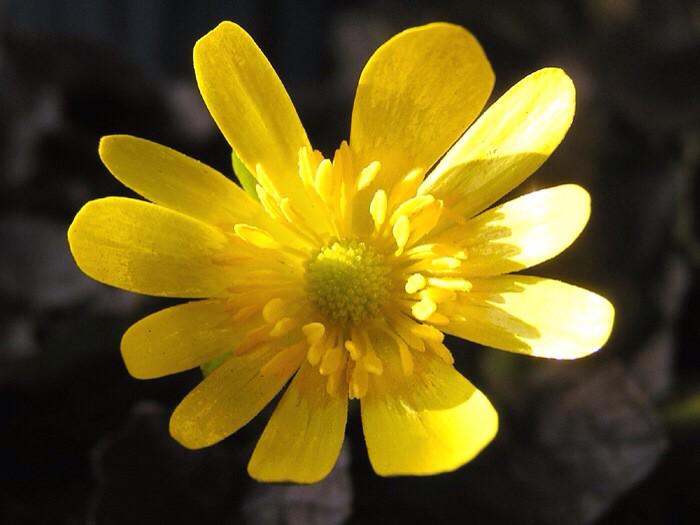 もも おはようございます O 2 18誕生花は リュウキンカ 花言葉は 必ず来る幸福 別名マッシュマリーゴールド 早春に温かみのある黄色のお花を咲かせます 本来は湿地や沼地などに群生しているので 湿原の春を彩る植物とされています Http T Co