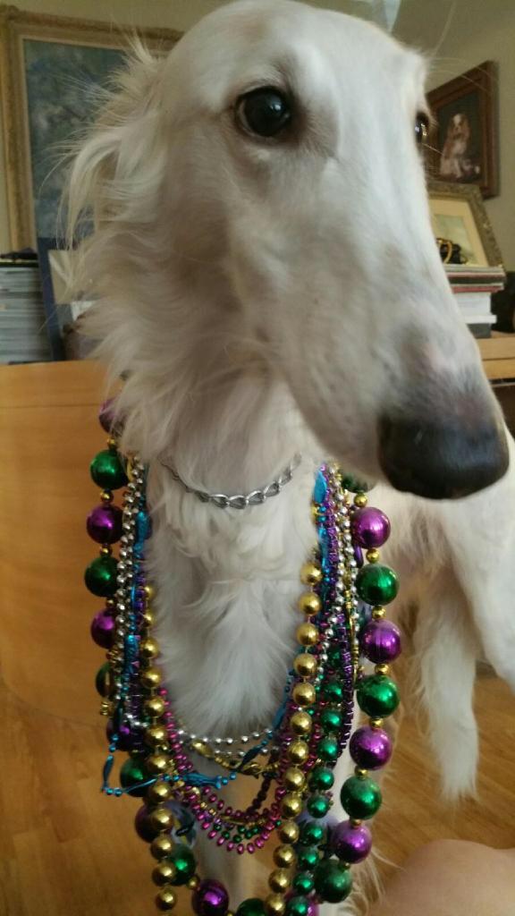 CountDuveen's tweet photo. @UnreasonableEli To Eli &amp; Edith wishing a Happy Mardi Gras! Robert &amp; Cheri &amp; Titania &amp; LadyVivienne &amp; Ivanhoe Seldon http://t.co/hxz3FuggJq