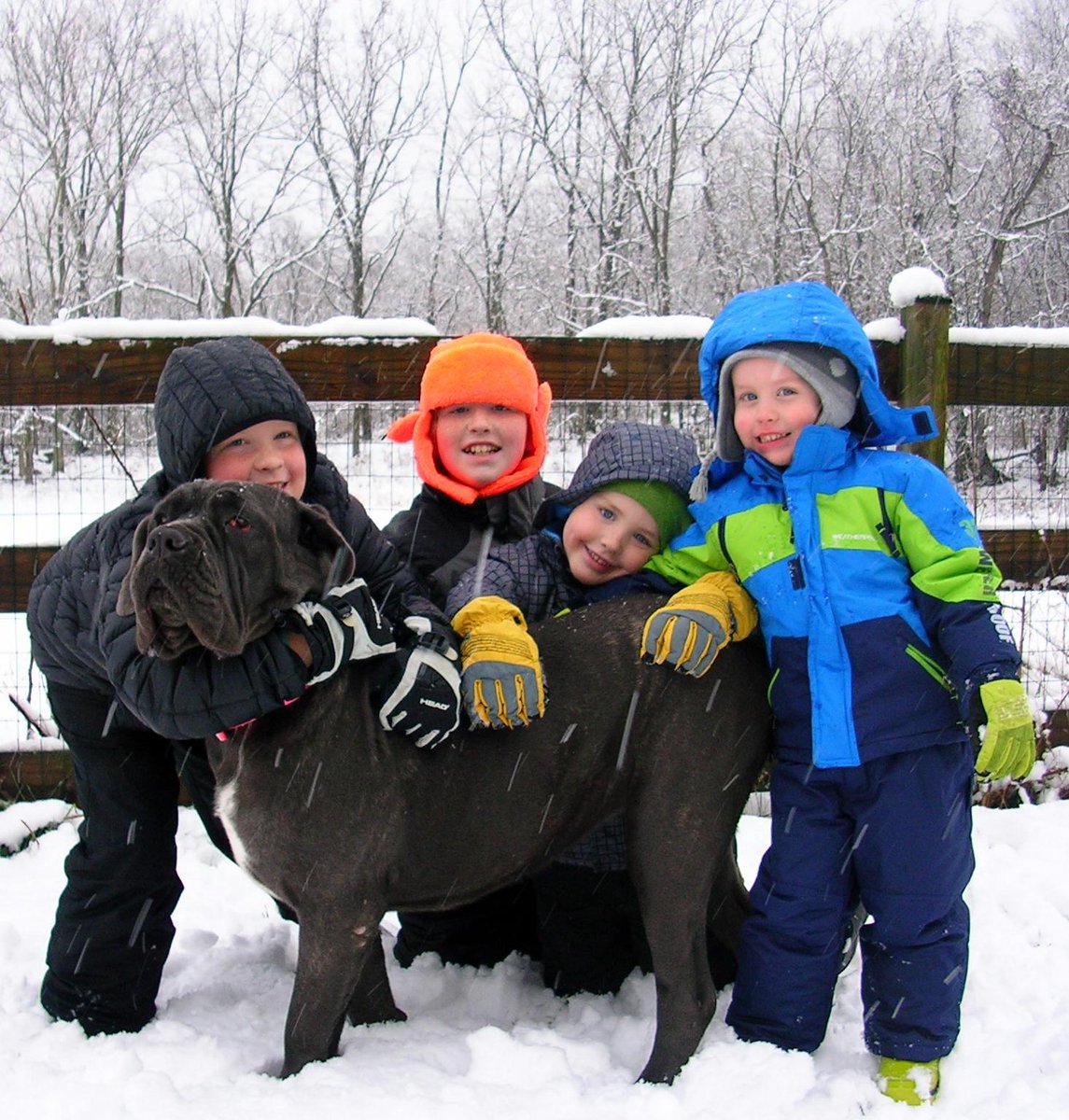 AielloRick's tweet photo. @patcollins4 #snowusyourpet Aiello boys and Fang http://t.co/krO5dXPI0p