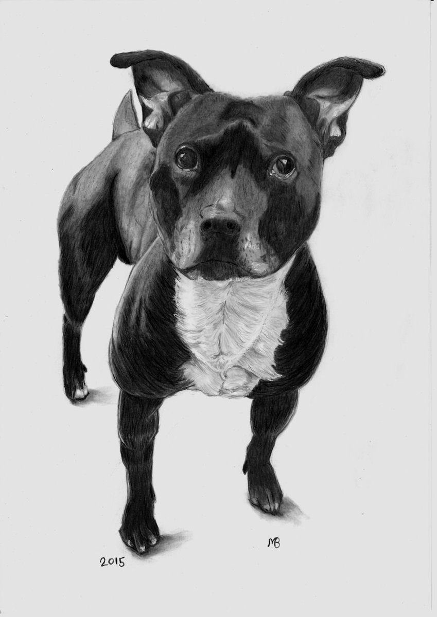 my latest drawing a commission of a dog..