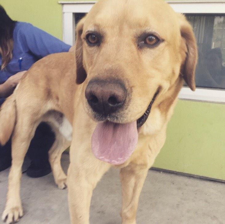 Help RT! We just saved this handsome 4 yr/o yellow lab! Could he be your furever pet? Apply: wagsandwalks.org
