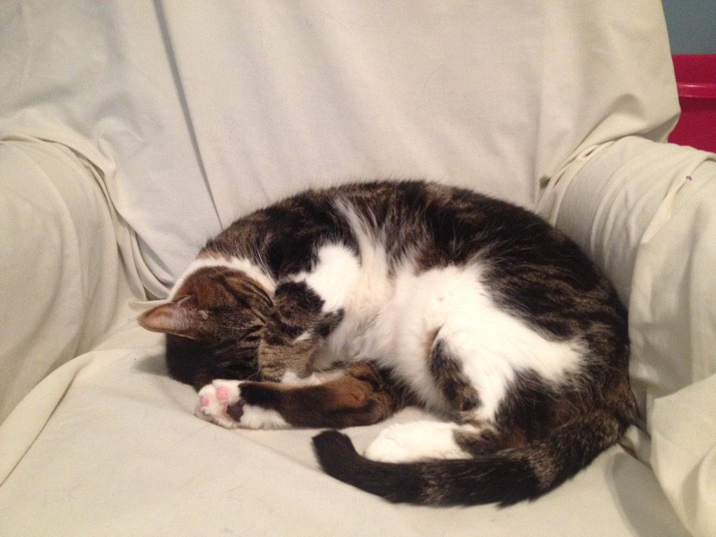 melissagotsch's tweet photo. These are my kitties 😻@workman_emily http://t.co/q8fCp0wjzN