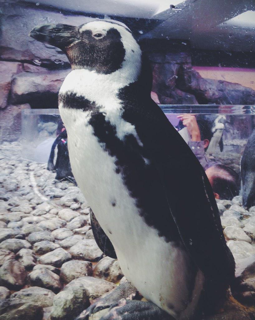 laykengibbs1's tweet photo. Penguin at Georgia Aquarium #ED527UM http://t.co/s71swJ8n9g