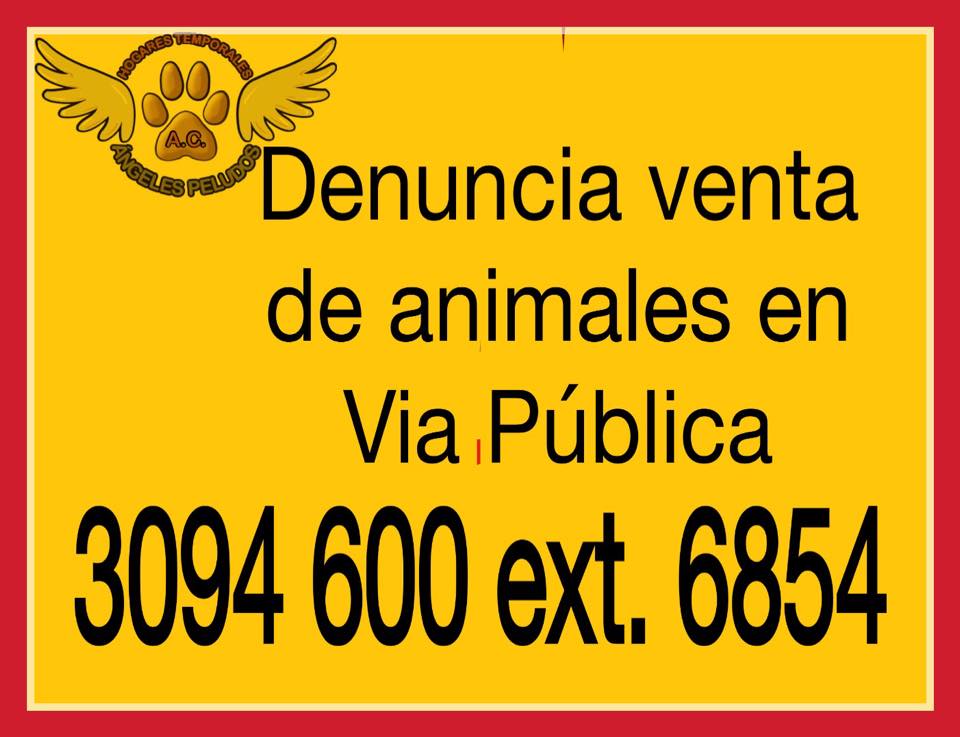 kikesma's tweet photo. Denuncia de manera anónima venta de animales en Vía Pública.
3094 600 ext. 6854
Precisa el lugar exacto. @UribeMerle http://t.co/pmUa5q6EzT
