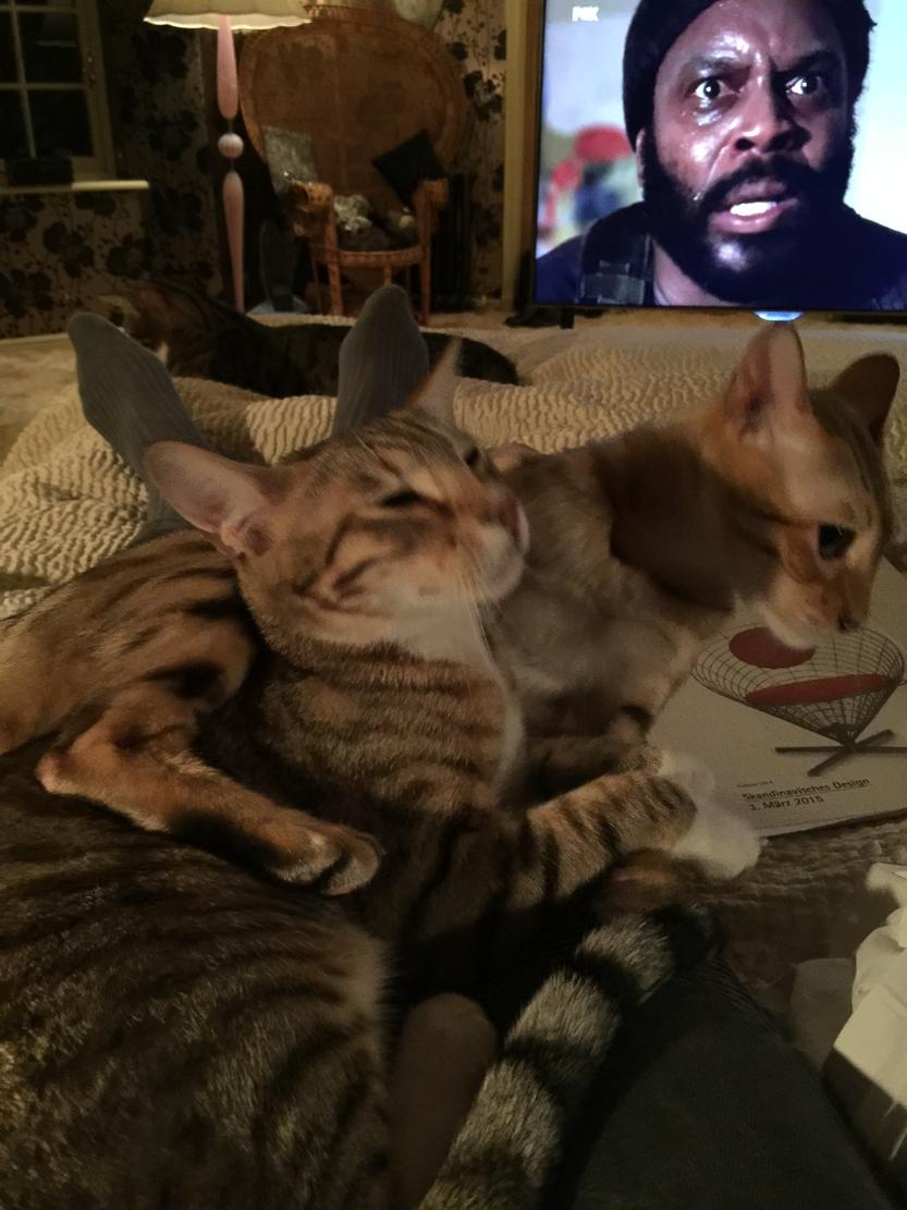wossy's tweet photo. My cats are snuggling which seems to anger Tyrese. #walkingdead http://t.co/gQAg16L7z0