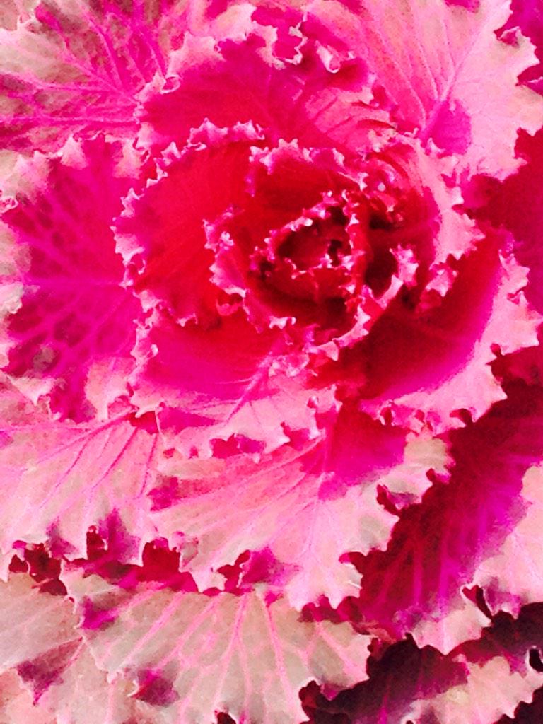 @mijeane4 <a href="/MirnaKy/">Mirna Pineda Pérez</a> <a href="/S11Gloria/">Gloria Villegas ✨no cadenas</a> <a href="/TMadrinik/">Tea Madrinik</a> <a href="/Mia15524222/">Maria Clarizia</a> <a href="/StephBeTravel/">Steph</a> <a href="/FlowerSree/">Love n Light</a> @Berger3254 #colorsofnature