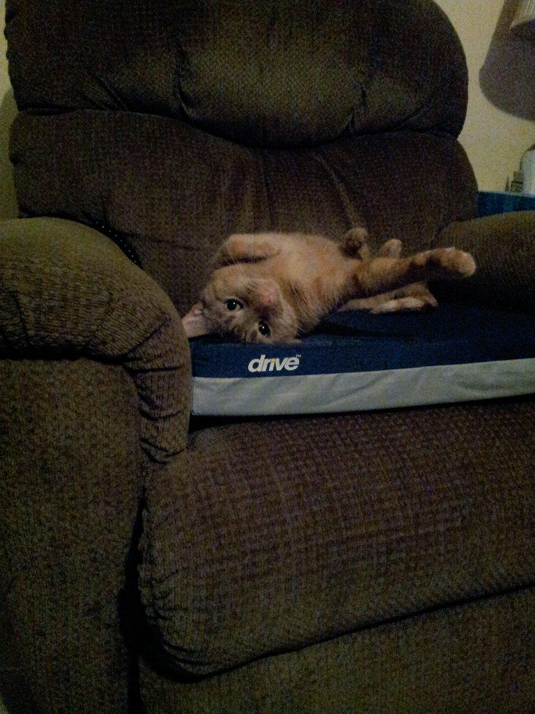 Cdsteve0Gregory's tweet photo. Buttercup says hello my loyal subjects, kiss the paw http://t.co/223Cg6VCH4