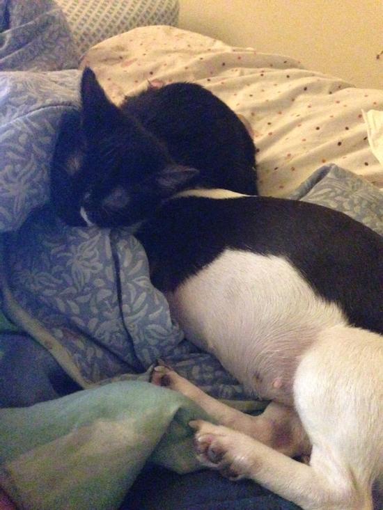 MrsAlisonBarne1's tweet photo. Bolt and Cleo http://t.co/o8igW1dHu6