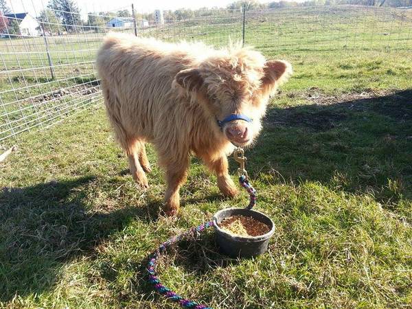 Victor_Geekstur's tweet photo. @hhfleur  Haley as a cow! http://t.co/lNfZSTf8fE