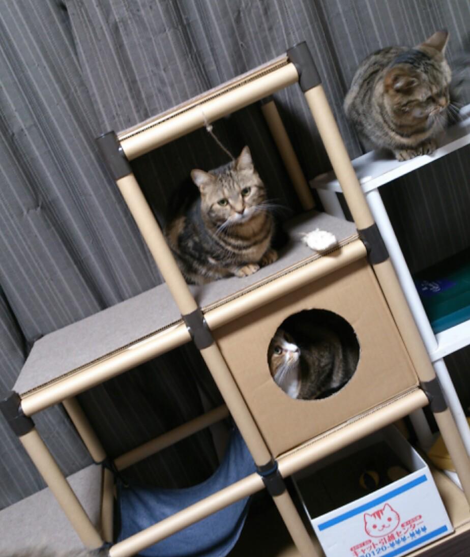 猫好きんちゃん ダイソーとセリアに通い続けて一週間 ついにキャットタワーができあがりました 自分で自分にほれぼれするいいできばえです Http T Co 2cgt8udef3