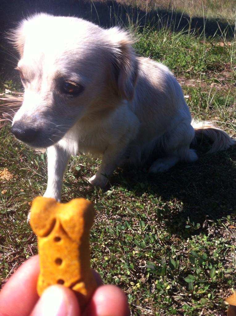 dogsofbelmopan's tweet photo. Another satisfied customer http://t.co/oWv1K2MUgo
