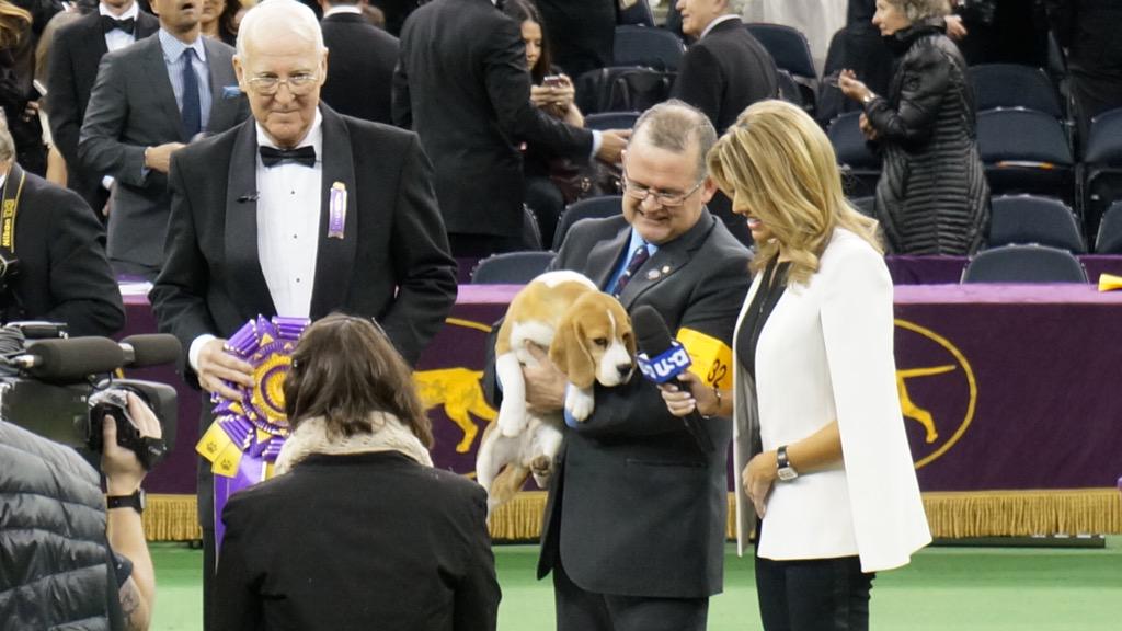 Petco's tweet image. Best in Show victory for the Beagle! #FirstInterview @USA_Network #WKCDogShow