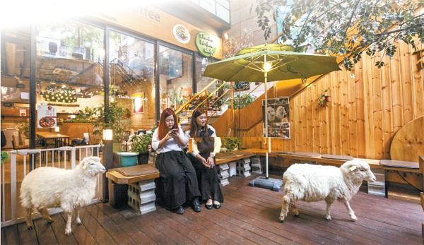 Blogserius On Twitter Thank Nature Cafe Kafe Kambing Biri Biri Pertama Dunia Http T Co Gn3812puqg Http T Co Wijhr5empb