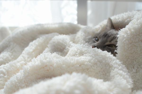 Тепло лапкам. Кот в пледе. Котенок в одеяле. Кот под одеялом. Тёплое и пушистое одеяло.
