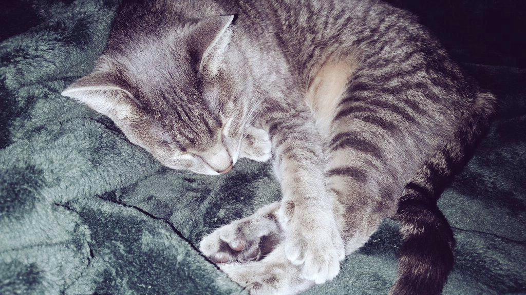 MythMeow's tweet image. Currently away from keyboard at the moment @SGMCreations taking a quick cat nap :3