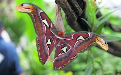 CamdenReview's tweet image. This #halfterm, explore the world of butterflies and moths in the Secret Garden @zsllondonzoo  bit.ly/1EjUfj6