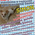 Photo by Perros Perdidos DF (@PerrosPerdidoDF)