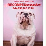 Photo by Perros Perdidos DF (@PerrosPerdidoDF)