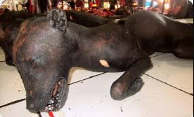 Gambar Anjing Guling | Kandang Anjing