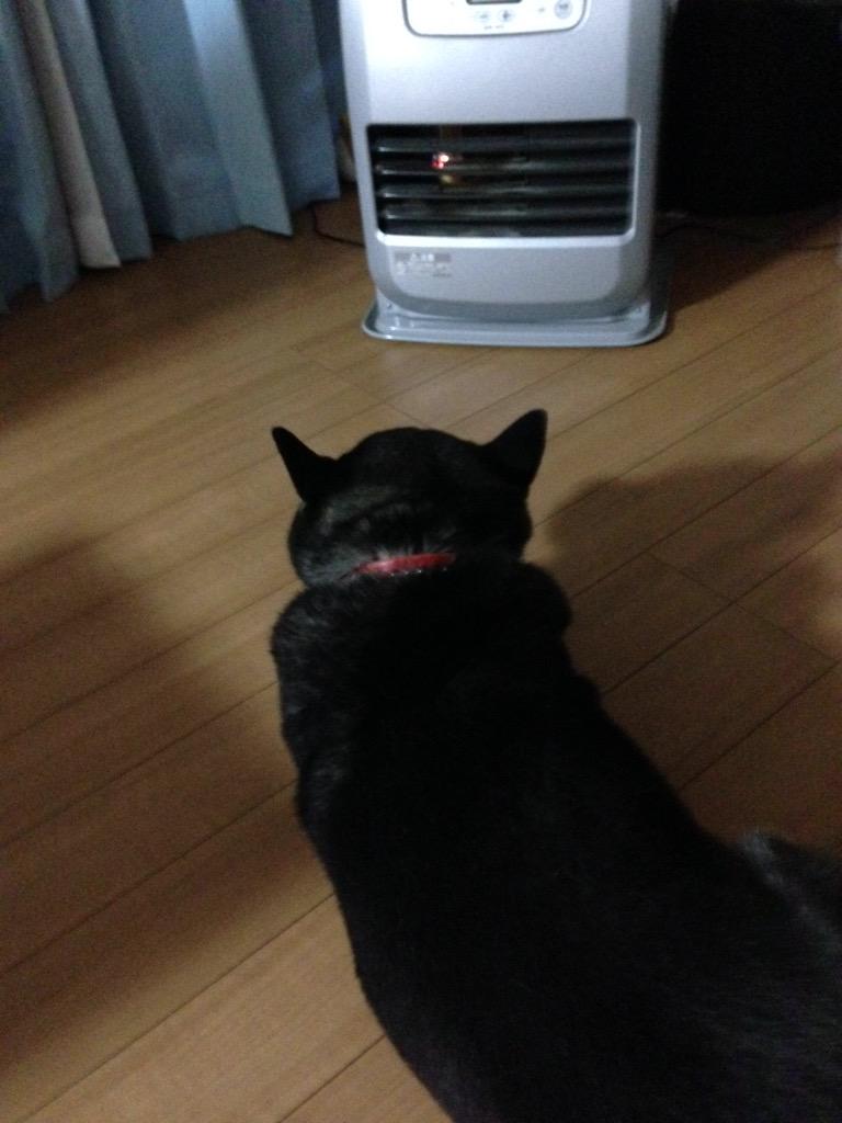 cocoma77's tweet photo. 動かない（笑） http://t.co/snv5FFx7n9
