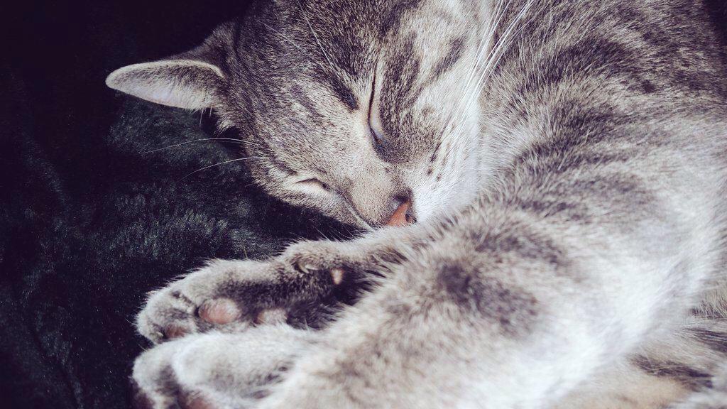 MythMeow's tweet image. Goodnight ^-^