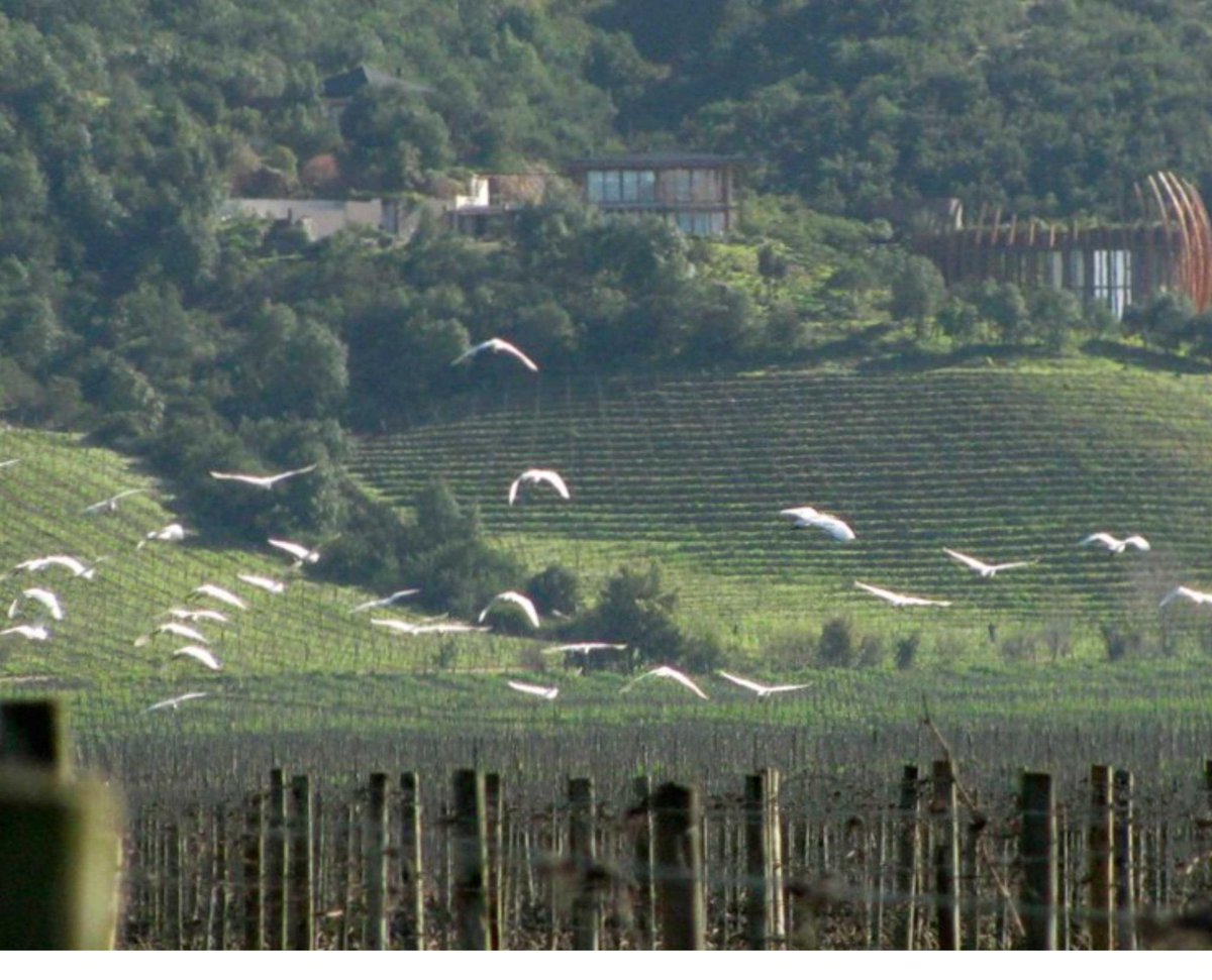 Sabías que nuestro #vino #Canto de #Apalta fue inspirado en la gran variedad de aves que viven en nuestros #viñedos?