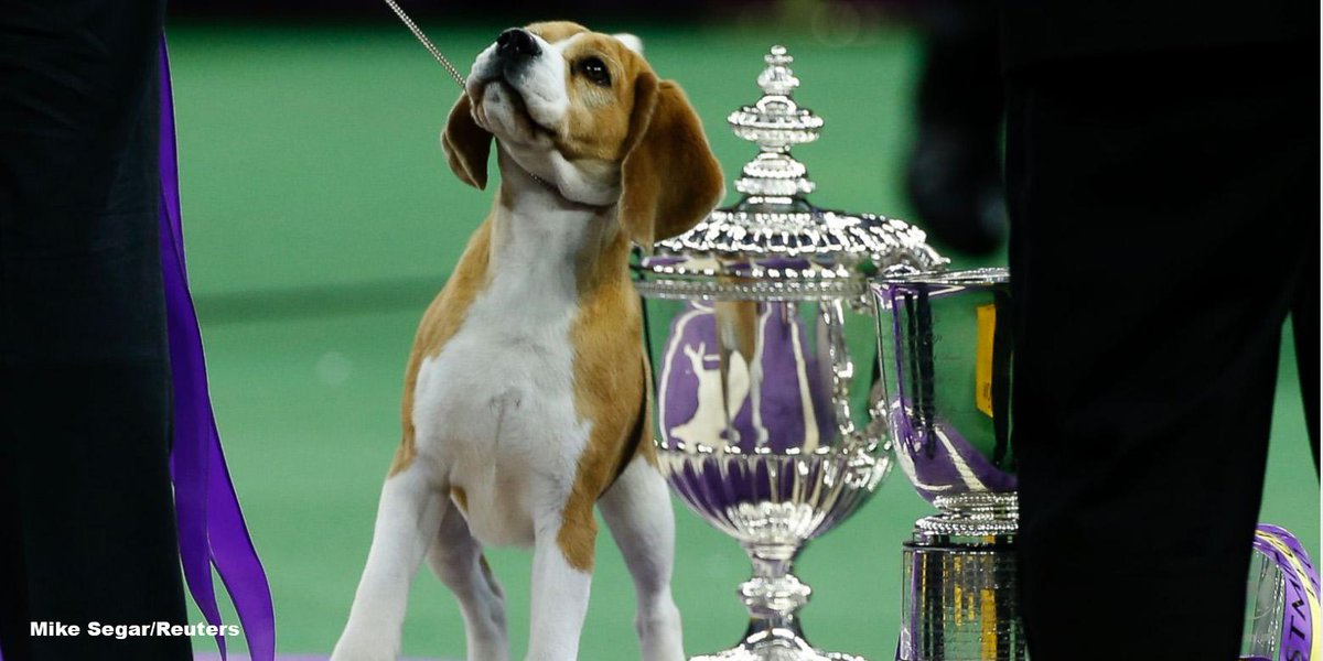 GMA's tweet photo. Beagle "Miss P" wins the 2015 Westminster Kennel Club Dog Show. http://t.co/21ReSW3utK http://t.co/KYmzqNu0ob