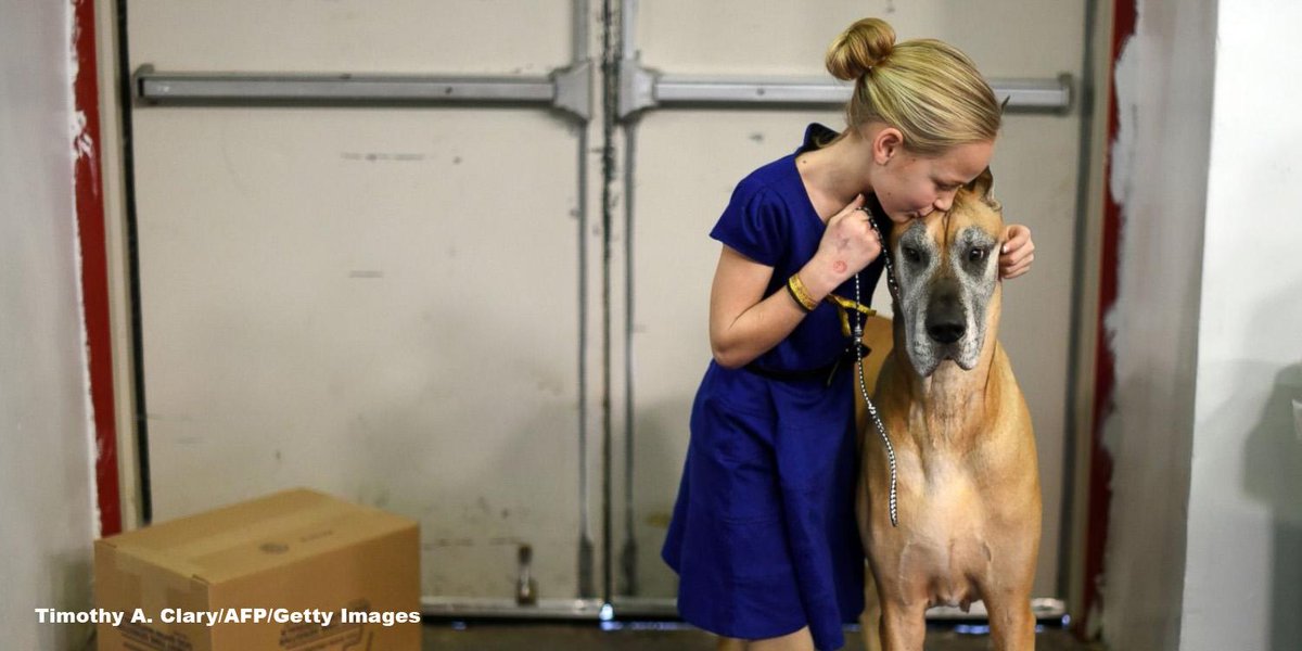 GMA's tweet photo. Beagle "Miss P" wins the 2015 Westminster Kennel Club Dog Show. http://t.co/21ReSW3utK http://t.co/KYmzqNu0ob