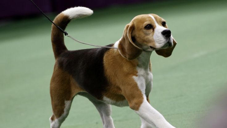 JaneBrownNews's tweet image. How can you not love #MissP??!! The Canadian beagle wins #BestInShow at the #WestminsterKennelClub. #SoCute