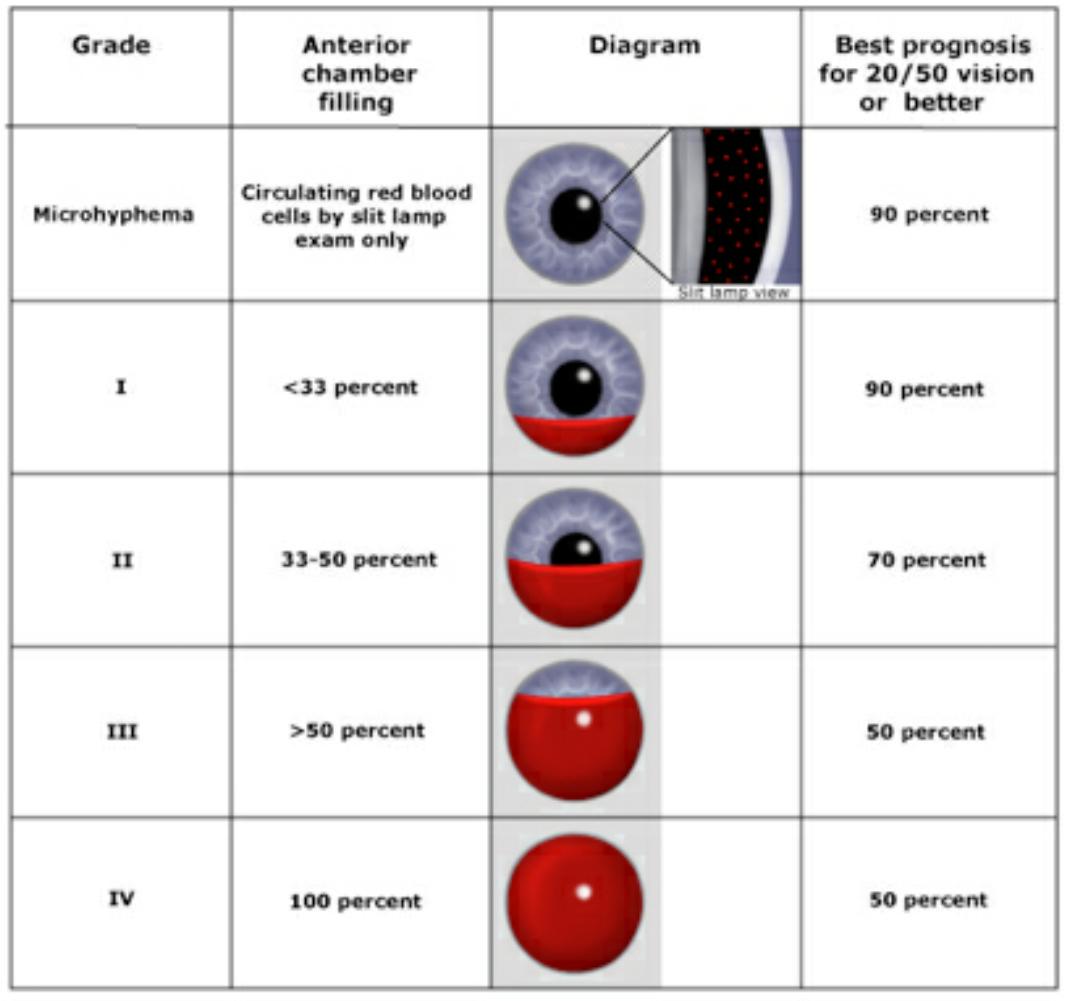 does hyphema in dogs go away