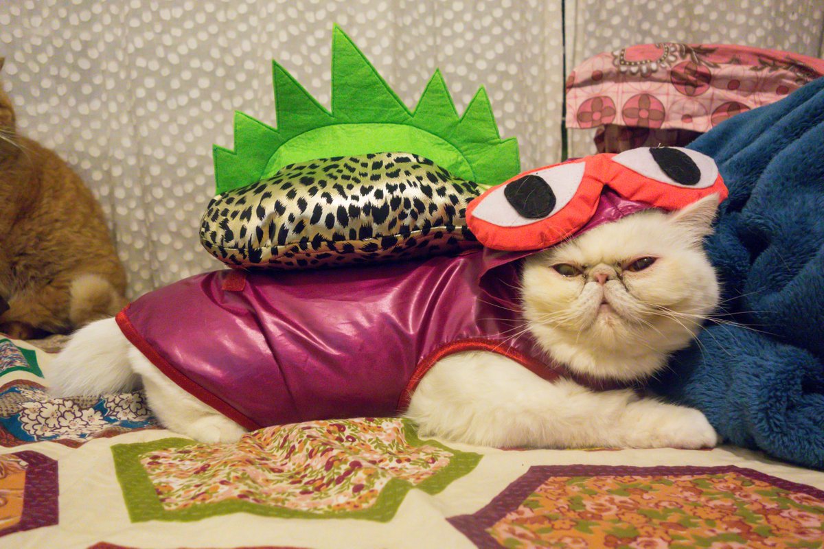 Technosphere's tweet photo. Catsuit? Cat-astrophe? Feline models of TechnoSphere pet costume prototype #BringTSBack #cat #funnycat http://t.co/TfHAP34Cta