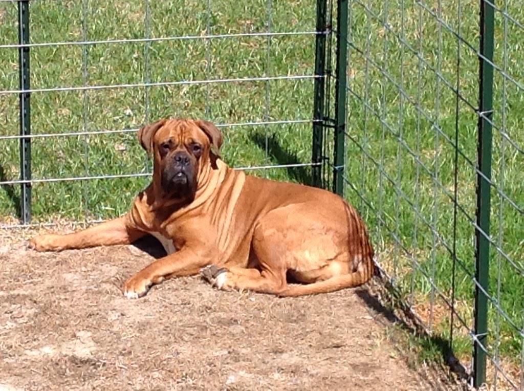 doguemom's tweet photo. @RobinMeade #bestinOURshow My DDB, Gidget (think Hooch) wins best slimer, can't get away without being slimed! http://t.co/b0srXGsGF5