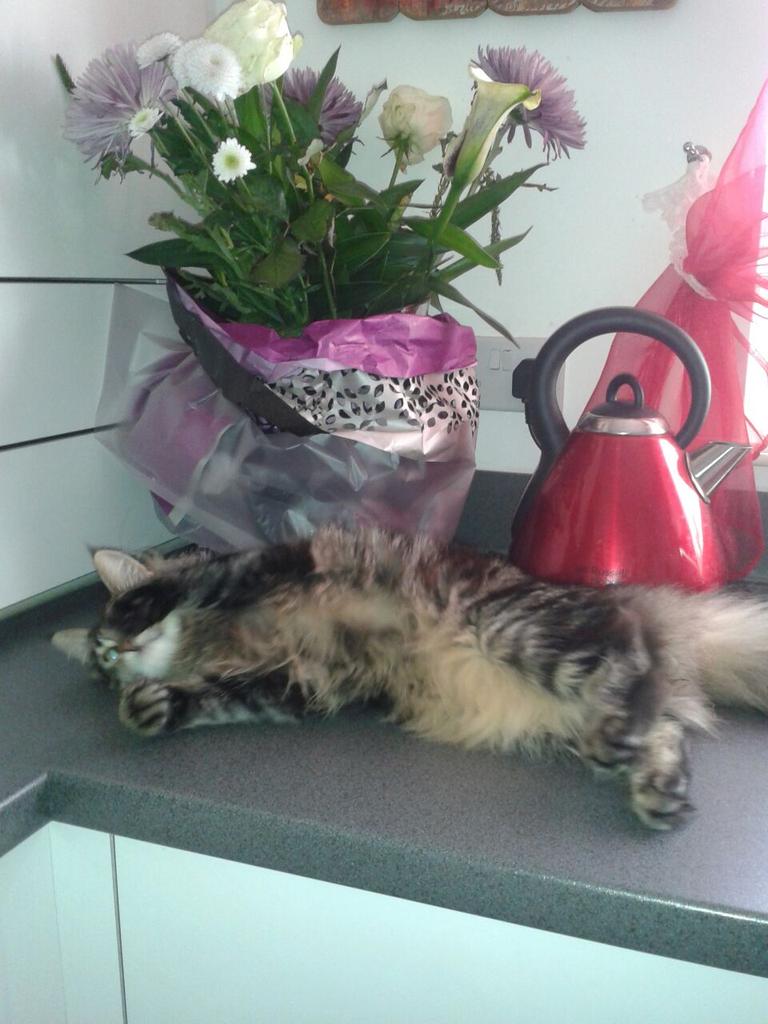 micrababe's tweet image. 