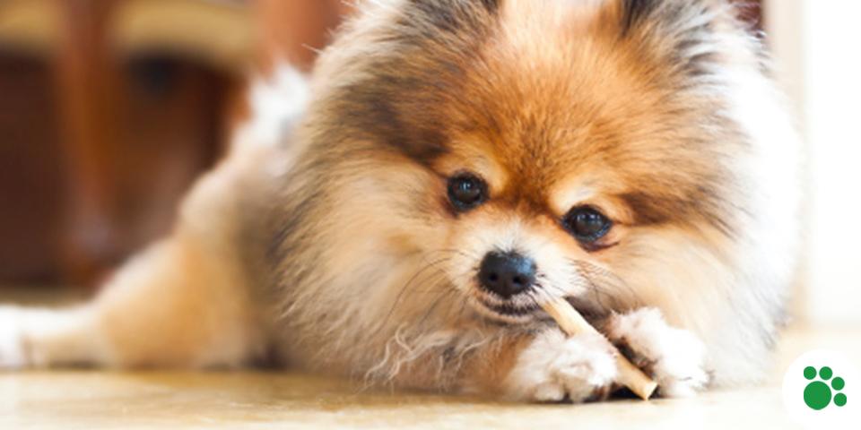 IAMS tweet picture