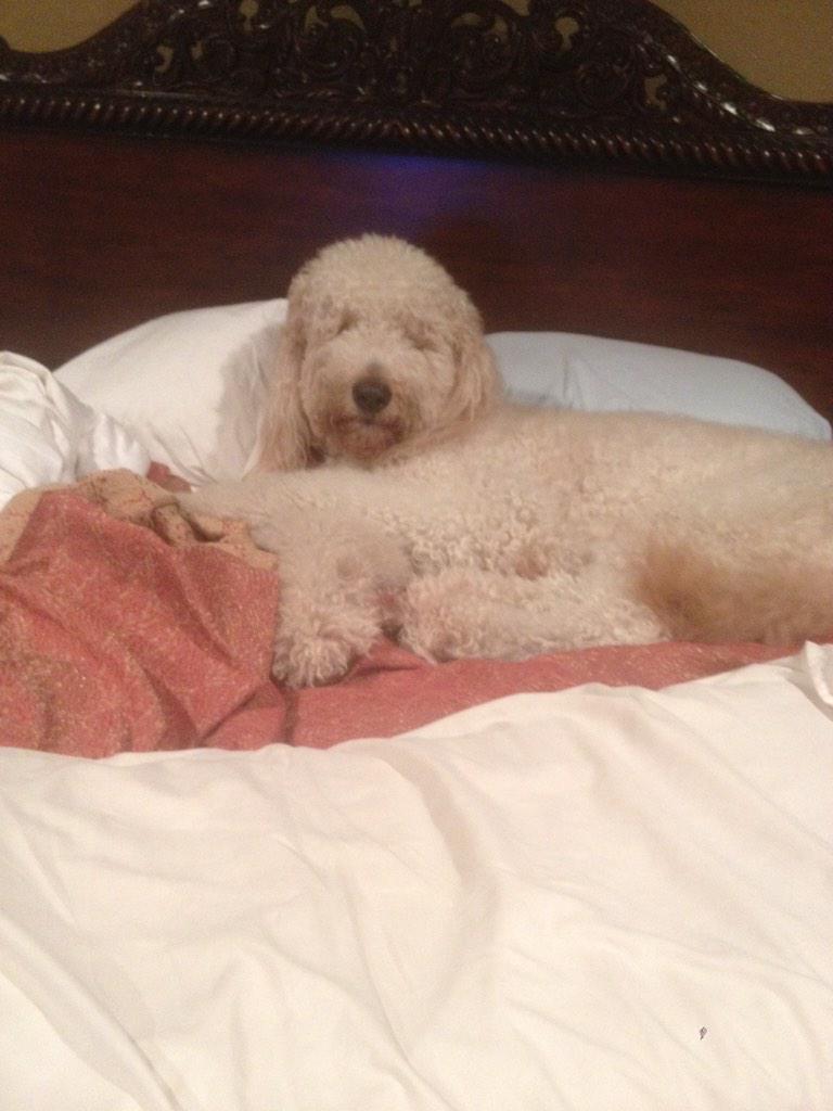 TechUFAU's tweet image. #bestinOURshow in laziest dog