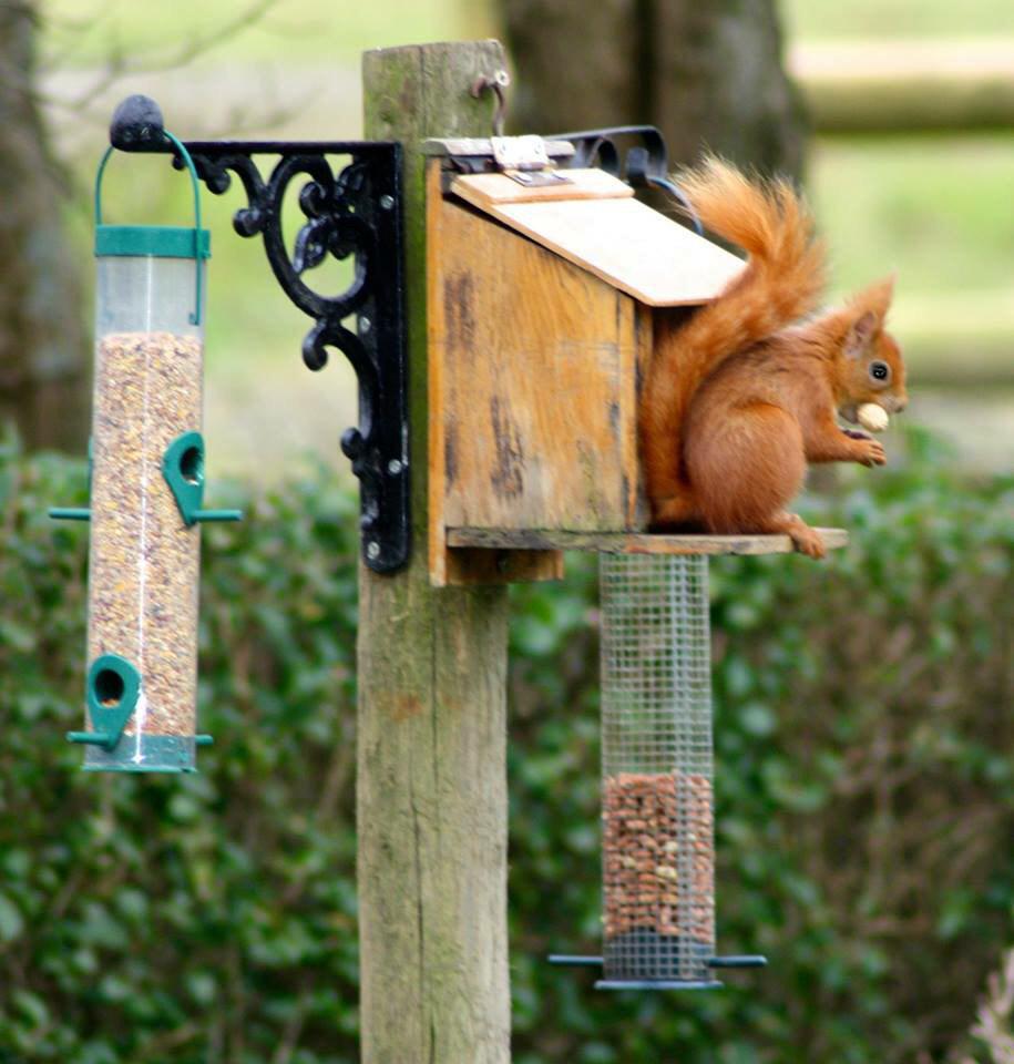 RockCottageIOW's tweet photo. Come down for a trip to the #IsleOfWight to see these adorable red squirrels!http://t.co/dF0OGLmrvu http://t.co/WnQqhySHQ4