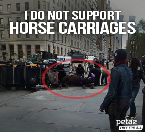 PETAShares's tweet photo. RT if u know horses were never meant to compete with cars in busy, smoke-filled city streets. #BoycottHorseCarriages http://t.co/sgetLxS2e8