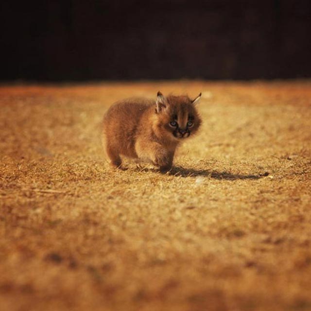 TheMetaPic's tweet photo. Baby Lynx http://t.co/3WgBJ97Wcf